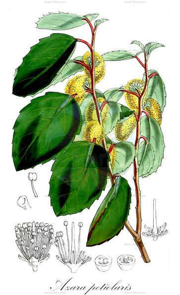Azara petiolaris