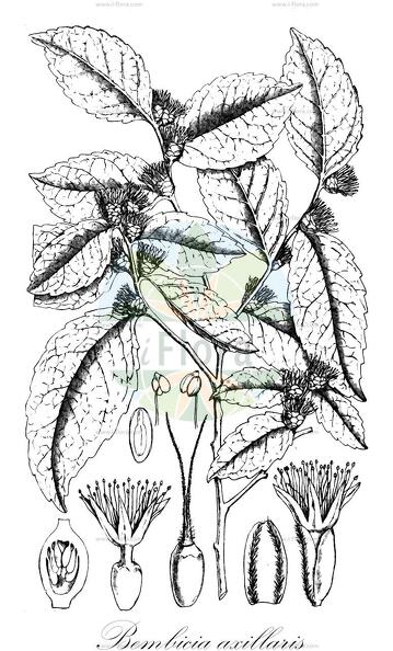 Bembicia axillaris