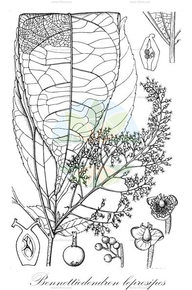 Bennettiodendron leprosipes