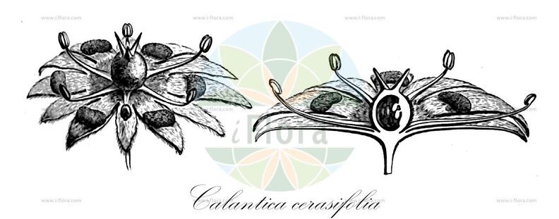 Calantica cerasifolia