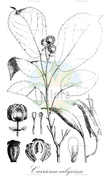 Carrierea calycina