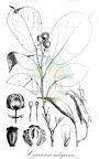 Carrierea calycina