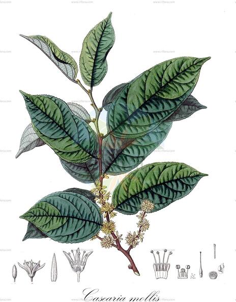 Casearia mollis