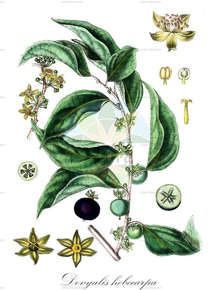 Dovyalis hebecarpa