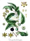 Dovyalis hebecarpa