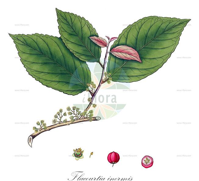 Flacourtia inermis