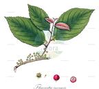 Flacourtia inermis