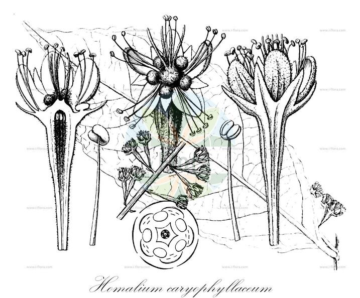 Homalium caryophyllaceum