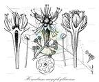 Homalium caryophyllaceum