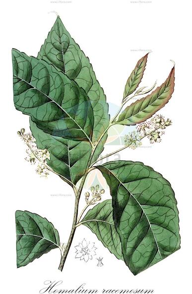 Homalium racemosum