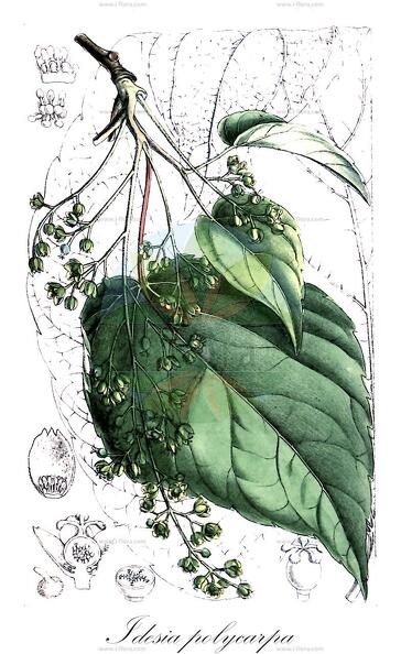 Idesia polycarpa
