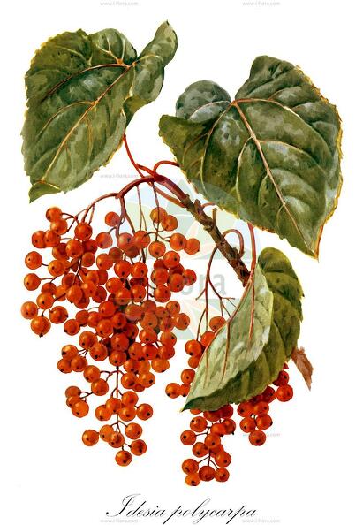 Idesia polycarpa