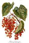 Idesia polycarpa