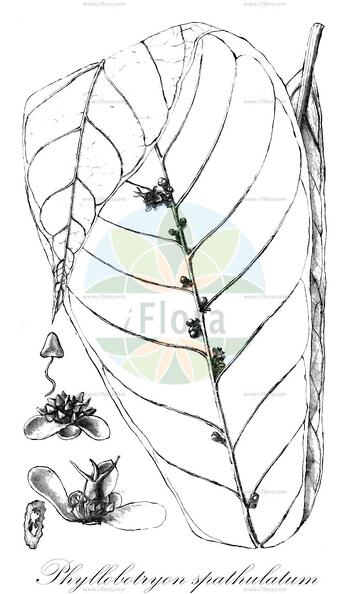 Phyllobotryon spathulatum