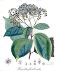Hasseltia floribunda