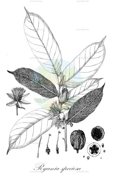 Ryania speciosa
