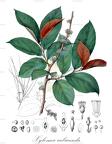 Xylosma rubicunda