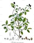 Laetia americana