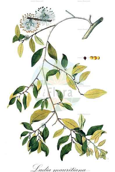 Ludia mauritiana