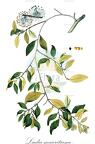 Ludia mauritiana