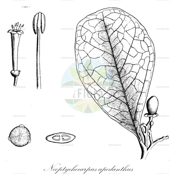 Neoptychocarpus apodanthus