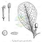 Neoptychocarpus apodanthus