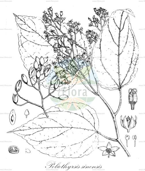 Poliothyrsis sinensis