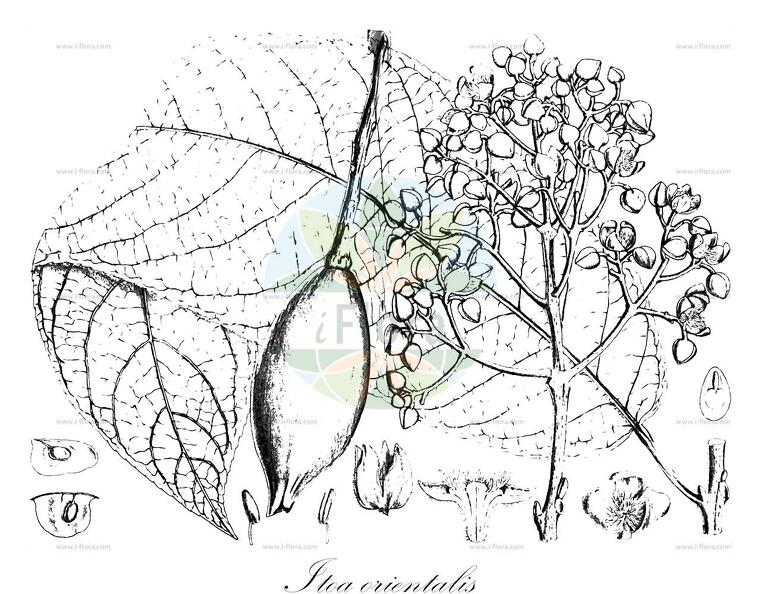 Itoa orientalis