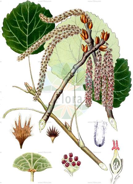 Populus tremula