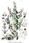 Azima tetracantha