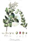 Dobera glabra