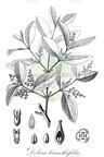 Dobera loranthifolia