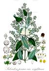 Salvadora persica var. wightiana