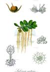 Salvinia natans