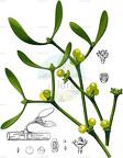 Viscum album