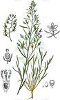 Thesium pyrenaicum