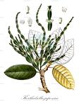 Korthalsella japonica