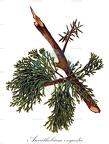 Arceuthobium oxycedri