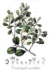 Dendrotrophe umbellata