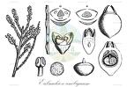Eubrachion ambiguum