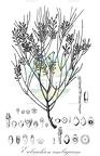 Eubrachion ambiguum
