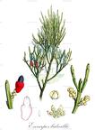 Exocarpos bidwillii