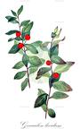 Geocaulon lividum
