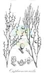 Omphacomeria acerba