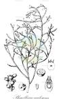 Phacellaria caulescens