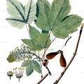 Acer pseudoplatanus