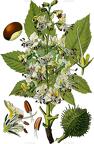Aesculus hippocastanum