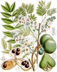 Xanthoceras sorbifolium