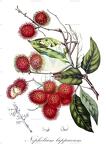 Nephelium lappaceum