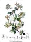 Urvillea ulmacea